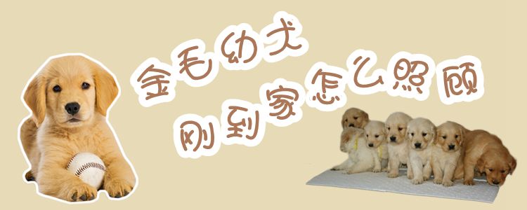 金毛幼犬刚到家怎么照顾