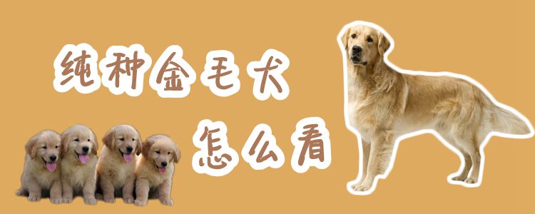 纯种金毛犬怎么看