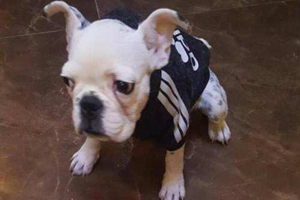 法国斗牛狗饲养禁忌有哪些