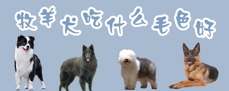 牧羊犬吃什么毛色好