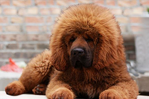 藏獒喂养方法是什么