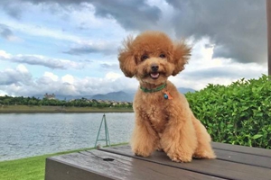 贵宾狗粮怎么选