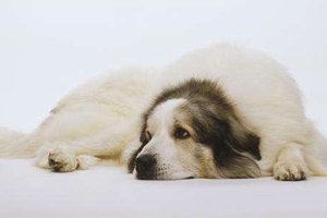 大白熊幼犬怎么养