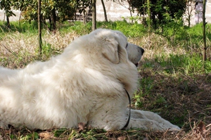 大白熊幼犬喂养要注意什么