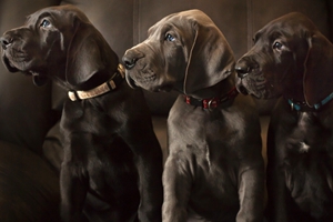 德国大丹犬饲养需知有哪些