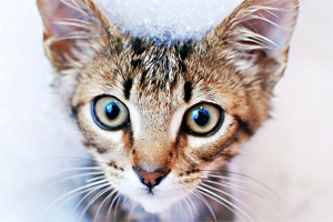 宠物香波如何给猫猫挑选