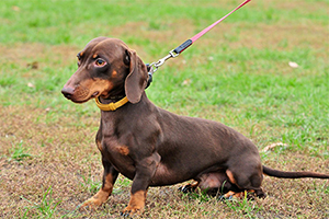 腊肠犬智商排名第几 腊肠犬智商低吗