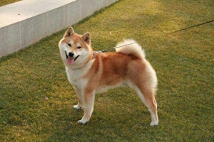 如何喂养日本秋田犬