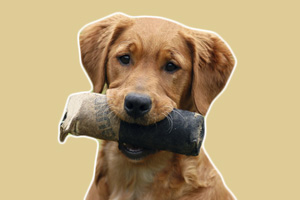 怎样训狗叼东西