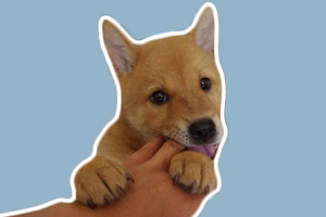 怎样训狗不咬人