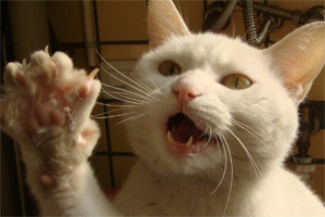 猫训练不伸爪子抓人的方法有哪些