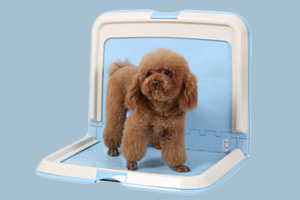 怎样训狗上厕所