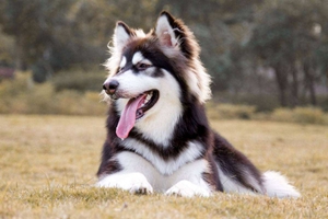 阿拉斯加雪橇犬吃什么狗粮好