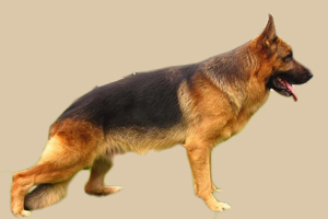 德国牧羊犬吃什么毛亮