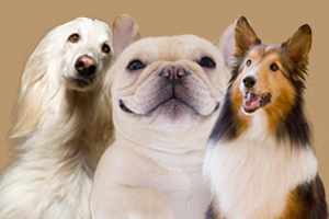 宠物餐具怎么给狗狗挑选