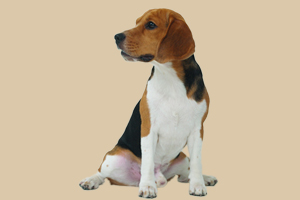 比格犬吃什么狗粮好