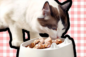 宠物餐具怎么给猫猫挑选