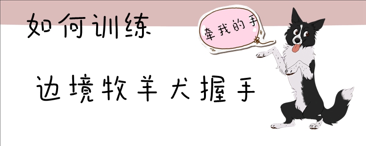 如何訓練邊境牧羊犬握手