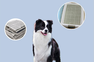 怎样训狗大小便