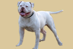 美国斗牛犬饲养方法是什么