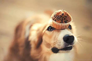 喂狗吃巧克力会怎样