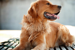 金毛犬的喂养方法有哪些