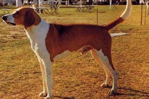美国猎狐犬挑食怎么办