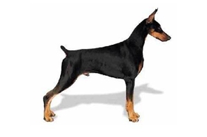 美国大丹狗怎么养