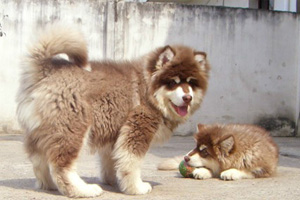 巨型阿拉斯加犬怎么养