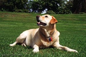 拉布拉多犬好养吗