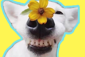 狗牙齿怎么护理