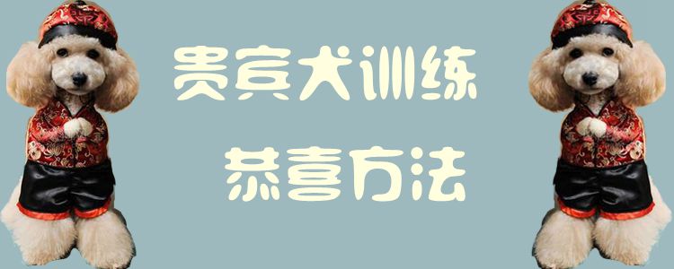 貴賓犬訓練恭喜方法