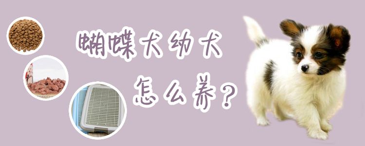 蝴蝶犬幼犬怎么养