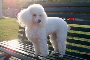 贵宾犬吃什么狗粮好