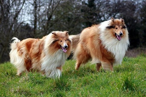 苏格兰牧羊犬吃什么对牙好