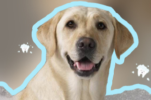 宠物香波如何给狗狗挑选