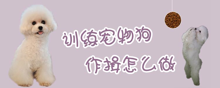 訓練寵物狗作揖怎麼做