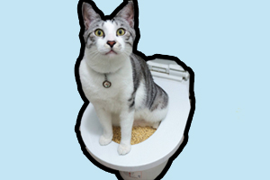 猫训练用马桶的方法是什么