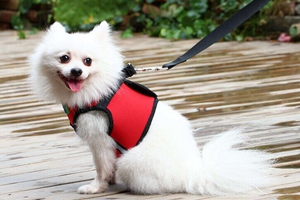 狗狗牵引绳种类有哪些