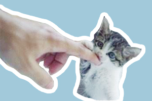 猫训练不咬人的方法是什么