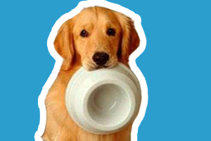 金毛狗粮自制怎么做