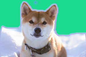 照顾狗狗过冬怎么做