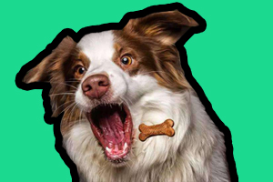 狗零食喂养要注意什么