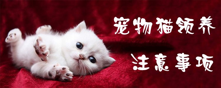 宠物猫领养注意事项