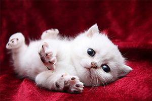 宠物猫领养注意事项