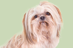 西施犬吃什么开胃