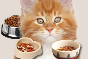 宠物餐具的材质如何挑选