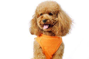 泰迪狗吃什么狗粮好