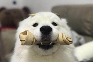 萨摩耶吃什么狗粮好