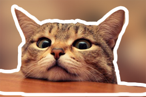 猫零食吃多了挑食怎么办